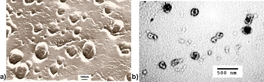 1: Above figure shows a freeze-fracture electron microscopy