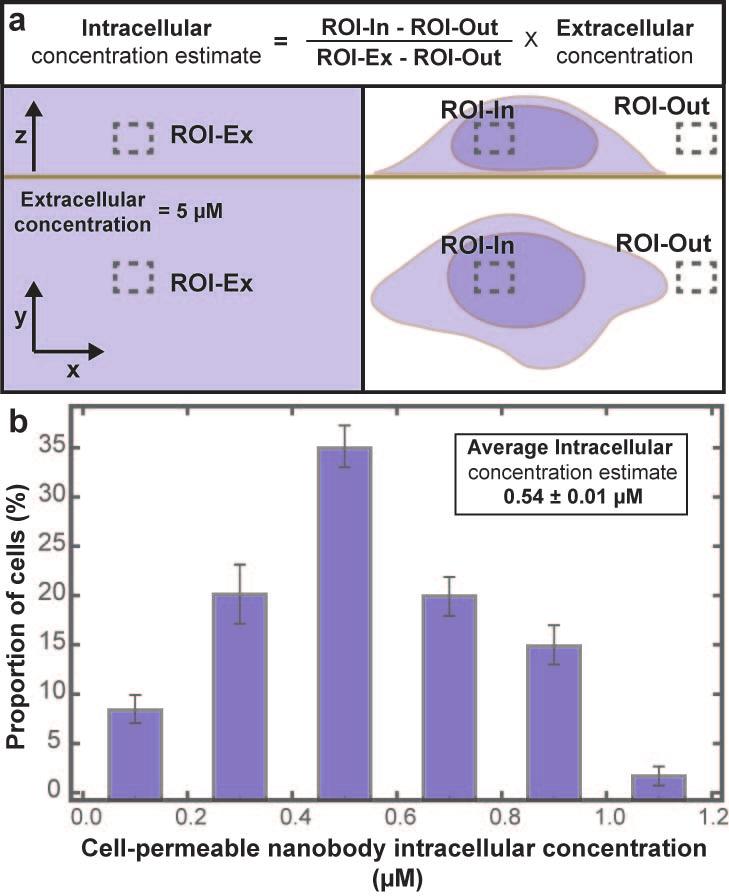 1.18 Intracellular concentration estimation of the cell-permeable nanobody Supplementary Figure 19 Intracellular concentration quantification of the fluorescently labeled cellpermeable nanobody