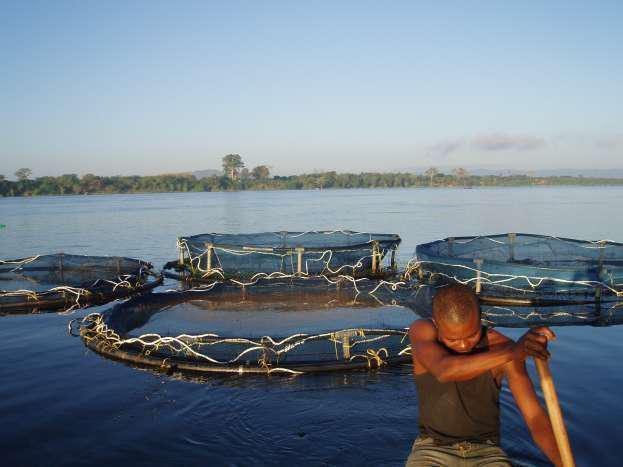 Start at Basics: Registration of Fish farmers: Setting a Legal precedent then Importance of accurate statistics /data collection in African Aquaculture National Registration system for all fish,