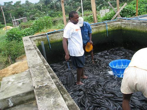 .. Larger scale fw fish farms developing in Zimbabwe, Ghana, Uganda and Kenya Large scale shrimp farms in Madagascar, Mozambique Nascent Oyster, abalone and fish