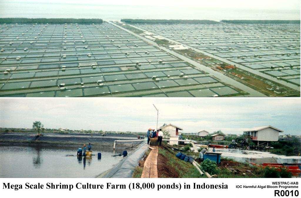 Aquaculture s contribution to global