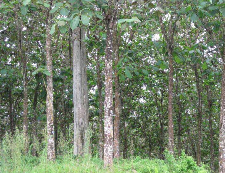WHY INVEST IN TEAK SPECIFICALLY Strength & weather resistance: Teak (tectona grandis) is a tropical hardwood native to the Far East.