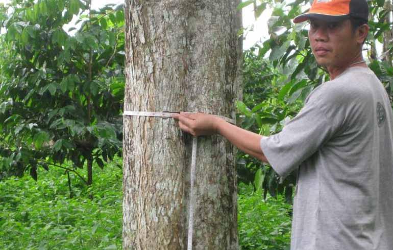 12YR OLD MATURE TEAK, SHORT-TERM INVESTMENT 12 yr old established teak plantation in Thailand 15,000 now for 50 maturing teak trees 22,000 total invested over 7 years Forecast return