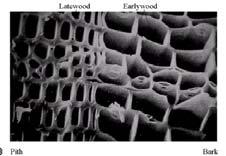 Yield stress and modulus of wood cell wall will be