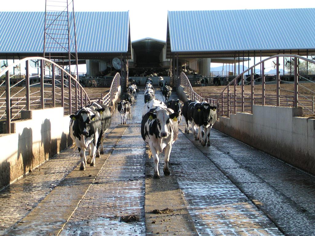 This is a dairy in Central Arizona I visited in January 2004 The Dairy Specialist at the University of Arizona,