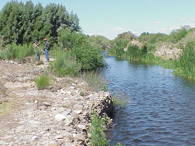 plant Riparian growth downstream of the outfalls for two wastewater treatment facilities.