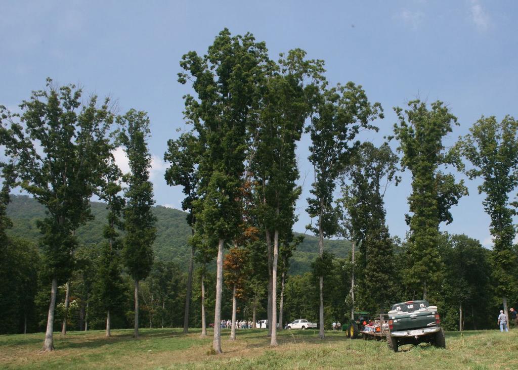 Figure 2. Opening up stands for adequate light is essential for forage production, but excess thinning can stress trees.
