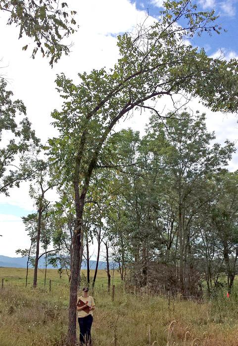 Epicormic branches (which reduce timber value) and crown dieback can occur due to thinning shock or from partially or completely shaded trees suddenly being exposed to more light and heat.