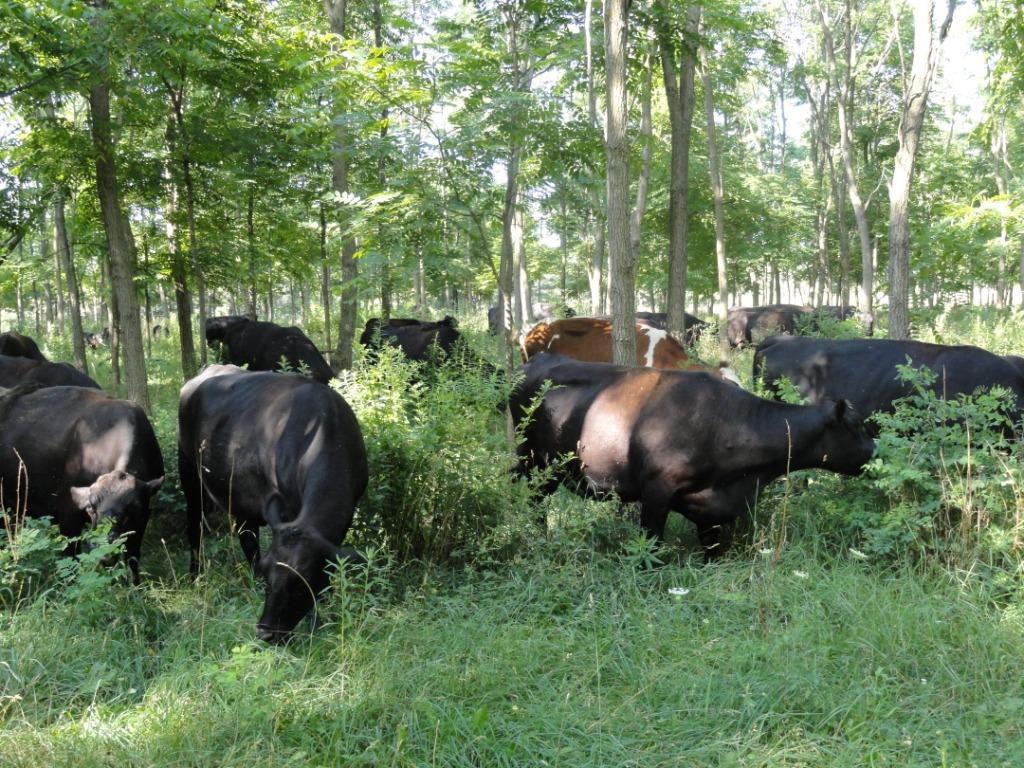 Whatever the forage, rotational grazing management is essential for silvopastures. The greater the amount of shading, the longer the rest period needed for forage plants to recover.
