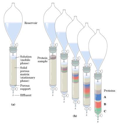 Reservoir to keep constant pressure on column. Proteins separate based on differential interaction with resin material.