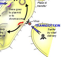 phage during assembly; any gene can be transmitted this way Lytic cycle Specialized transduction