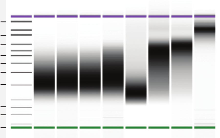 FIGURE 8: NEBNext Ultra II FS DNA provides consistent fragmentation of DNA in water, Tris or TE Libraries were made using 1 ng Human NA1924 genomic DNA using the NEBNext Ultra II FS kit or the Kapa