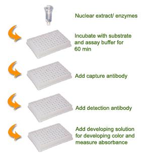 Schematic Procedure for Using the EpiQuik HAT Activity/Inhibition Assay Kit PROTOCOL 1. Prepare nuclear extracts by using you own successful method.