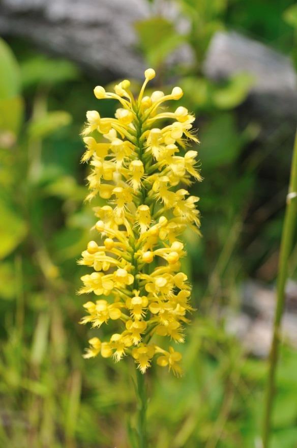 yellow-crested orchid 
