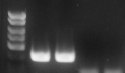 M S. agalactiae NC 2000 1500 1000 750 500 300 S. agalactiae Target 150 Figure 1: A representative 1X TAE 1.7% agarose gel showing the amplification of S. agalactiae under different concentration (S.