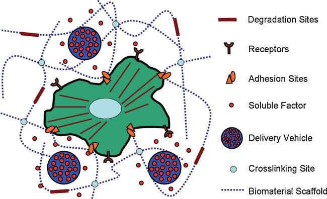 Controlling Stem Cell Fate with Material Design By Ross A. Marklein and Jason A.