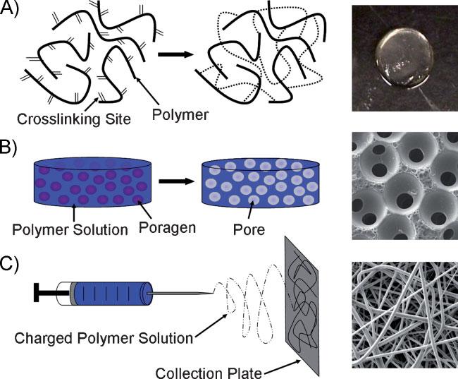 Structures of Biomaterials for 3D Cellular Environments Ross Marklein is currently a Bioengineering PhD student at the University of Pennsylvania under the supervision of Jason Burdick.
