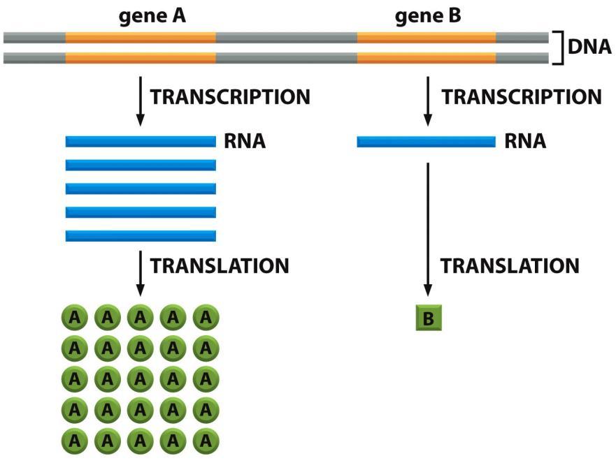 Combinatorial gene control creates many different cell types Vice Versa: The number of different functioning cell