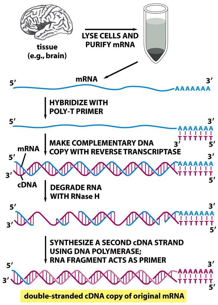 Purify mrna and transform it to cdna clones Identical Information