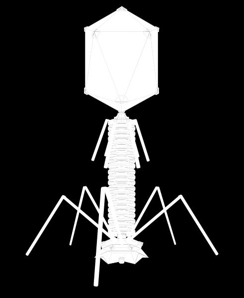 Two common vectors are in common use: Plasmids and Bacteriophage Bacteriophage or λ phage