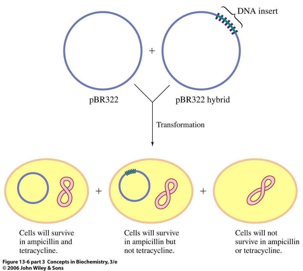 Recombinant DNA must be introduced to a cell by means of