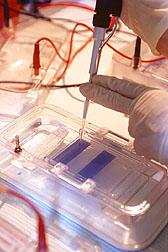 Agarose Gel Electrophoresis (AGE) is the most common