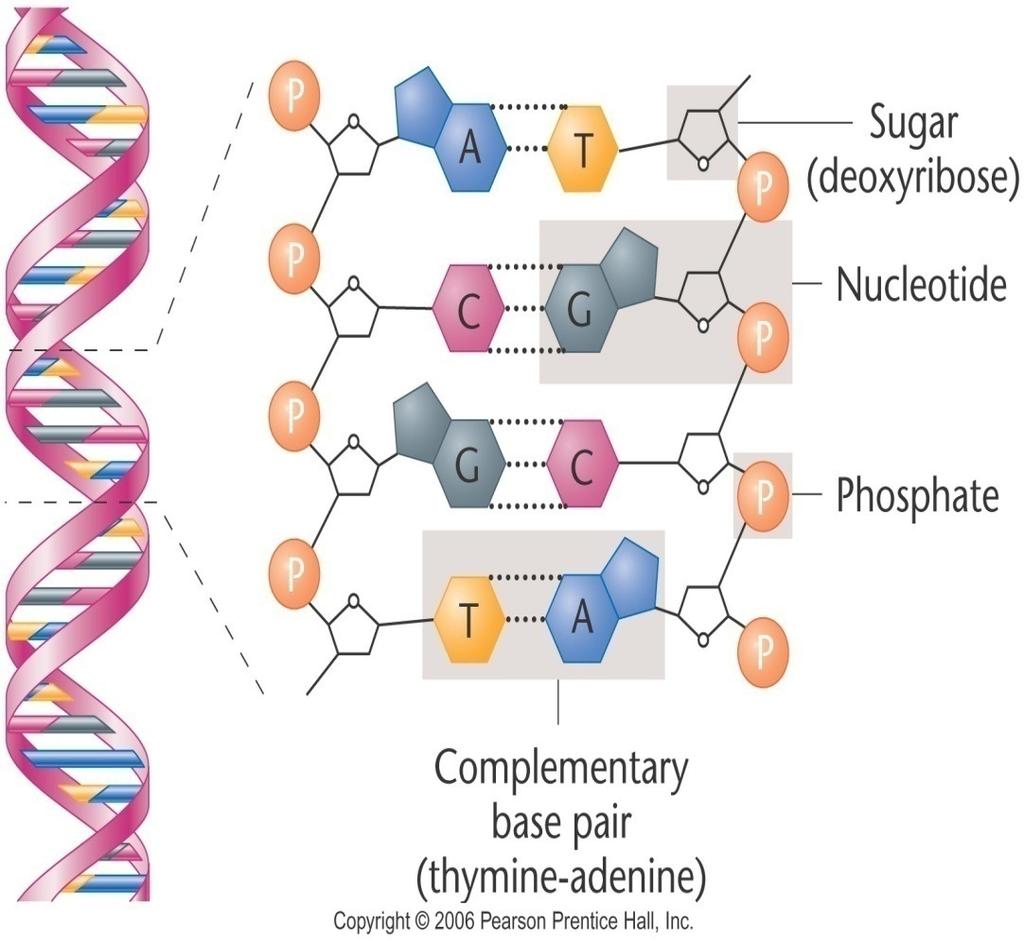 DNA Phosphodiester Backbone