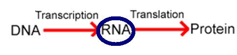 RNA Ribonucleic Acid - RNA RNA is found in the cell and can also carry genetic information. While DNA is located primarily in the nucleus, RNA can also be found in the cytoplasm.