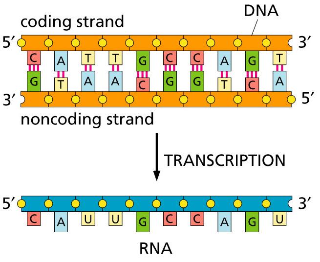 Transcription coding strand template strand