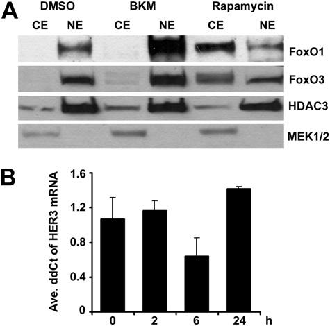 Fig. S2. Rapamycin does not induce FoxO-dependent upregulation of HER3 mrna. (A) BT474 cells were treated with DMSO or 1 μm BKM120 or 55 nm rapamycin for 2.5 h.