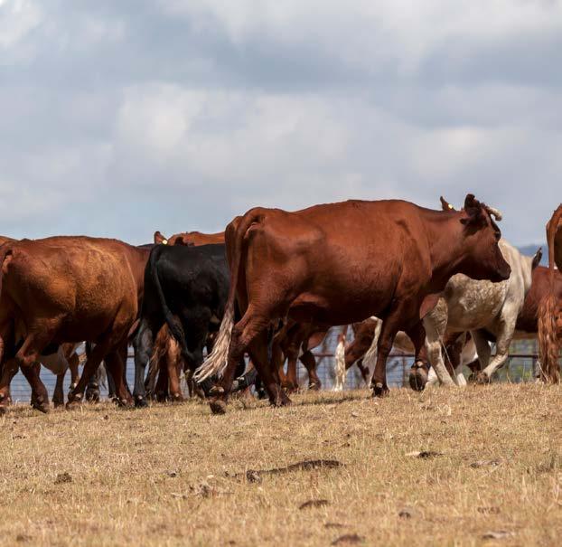 About the research The Australian Cattle Annual Review includes data and outlooks on cattle herd and slaughter levels, beef production in Australia and globally, seasonal conditions, prices and