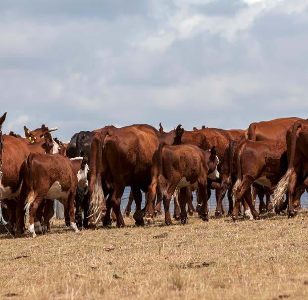 Summary Cattle markets in Australia have spent the last few months coming down from the peaks of 2016, while both herd size and production levels begin to recover after a period of trending lower.