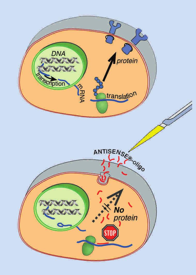 Antisense Technology 15 Antisense oligonucleotides are designed to hybridize to their specific mrna target. This hybrid formation causes a steric or conformational obstacle for protein translation.