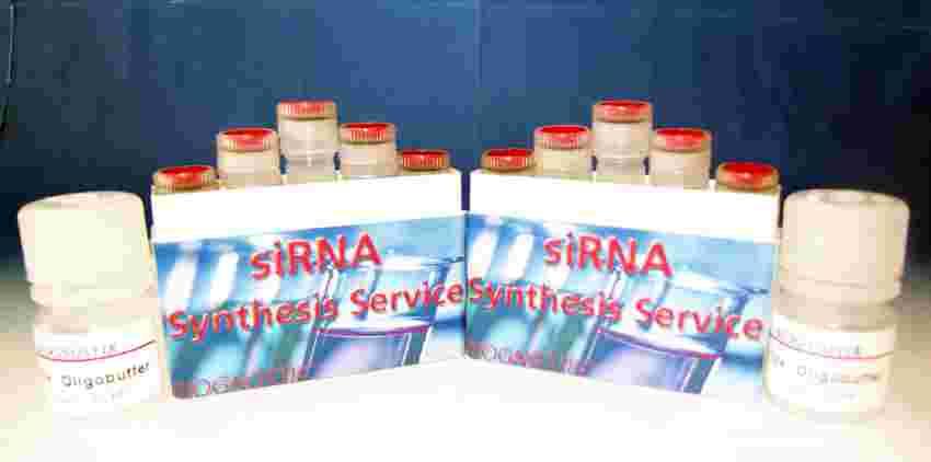 and ready to use probe -Professional technical customer support to assist you in setting up successful experiments in a minimum of time Product Size Order Code Price Price* CD sirna Probe 20 1x 20