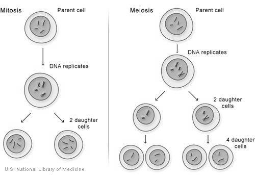 D. Meiosis Fill in the Blanks Using the Following Words: gametes, 1, the same, 46, 23, eggs, sperm, homologous, diploid, half, 2, haploid, prophase, zygote, fertilization 1.