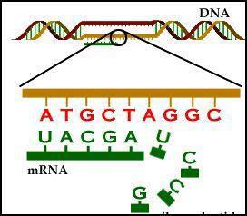 VI. DNA A.