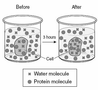 a. In the picture to the right, are the water molecules moving into or out of the cell? b. What type of solution is the cell in (hypotonic, hypertonic or istonic)? c. What will eventually happen to the cell?