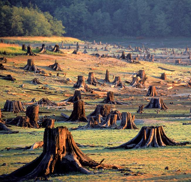 Field of Stumps Within a few days, loggers can change a forest into a field of stumps. But the field will not remain barren permanently.