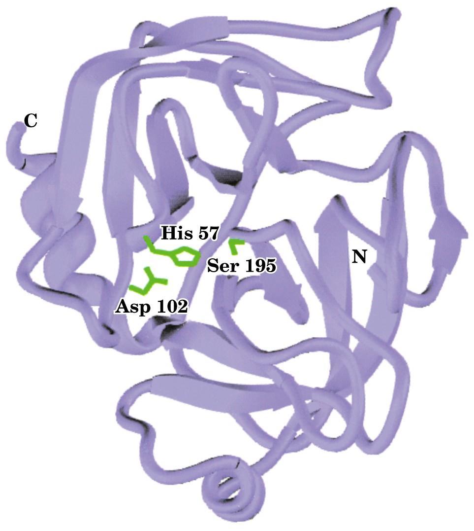 Page 519 Structure of trypsin enzyme Voet