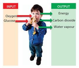 AEROBIC RESPIRATION Aerobic respiration takes place in the presence of oxygen This