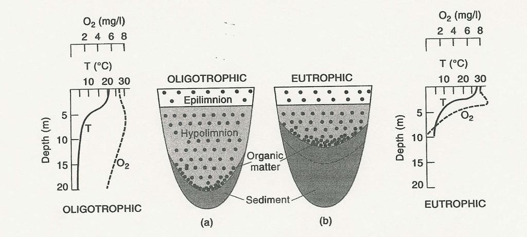 Lake Classification (cont d). Nutrient input to oligotrophic lakes is typically dominated by precipitation. Eutrophic lakes derive nutrients mainly from the surrounding watershed.