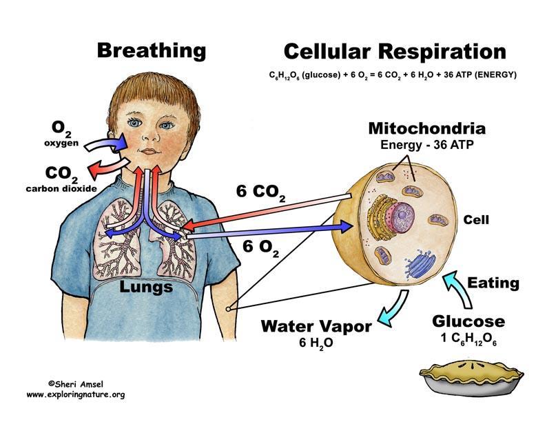 WHAT IS CELLULAR RESPIRATION?