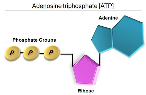 CELLULAR RESPIRATION The point of cellular respiration is to make ATP!