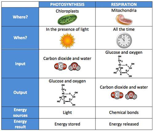 PHOTOSYNTHESIS AND RESPIRATION What do you notice