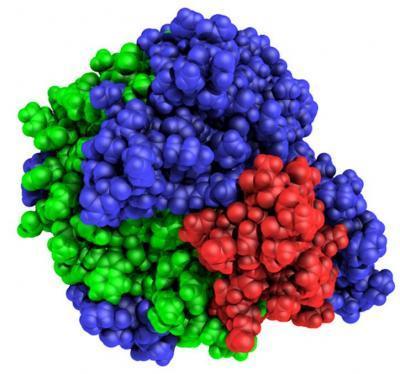 WHAT IS AN ENZYME?