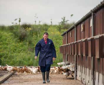 Customers are reassured by Moy Park s totally integrated livestock system, the only UK and European Poultry Company with three generations of livestock grandparents and parents (used for breeding)
