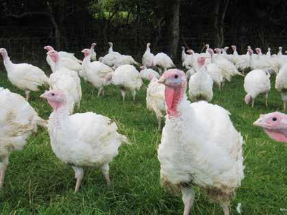 Freedom from fear and distress Chicken Our turkeys are predominantly grown in naturally ventilated houses, fed with a wholesome wheat and soya based diet produced in our own feed mill and delivered