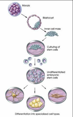 Embryonic stem cells Obtained from blastocyst stage Can be cultured as undifferentiated cell