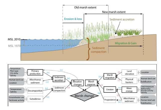Living Shorelines can be flexible to allow for new understandings of risk Marshes are naturally dynamic, so living