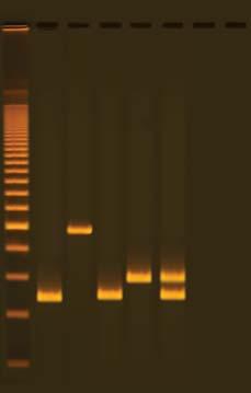 EDVO-Kit S-54 What is qpcr and How Does It Work? PRINCIPLES O QUANTITATIVE PCR The products of conventional PCR are most often analyzed by agarose gel electrophoresis.